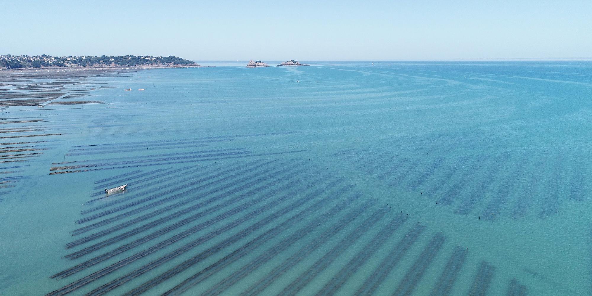 Les huîtres de La Fine de Cancale