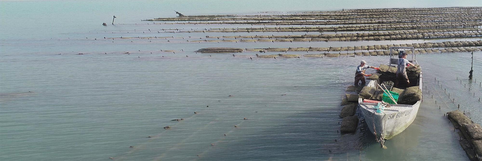 Les huîtres de La Fine de Cancale