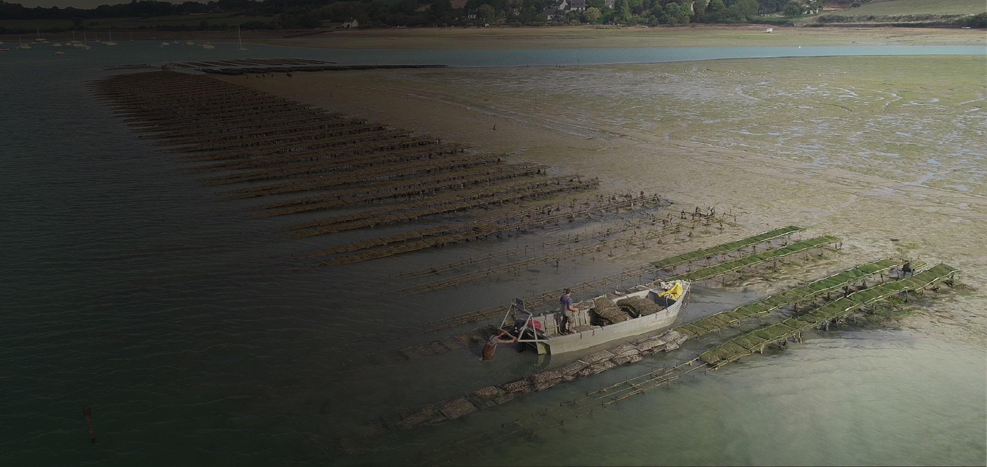 Les huîtres de La Fine de Cancale