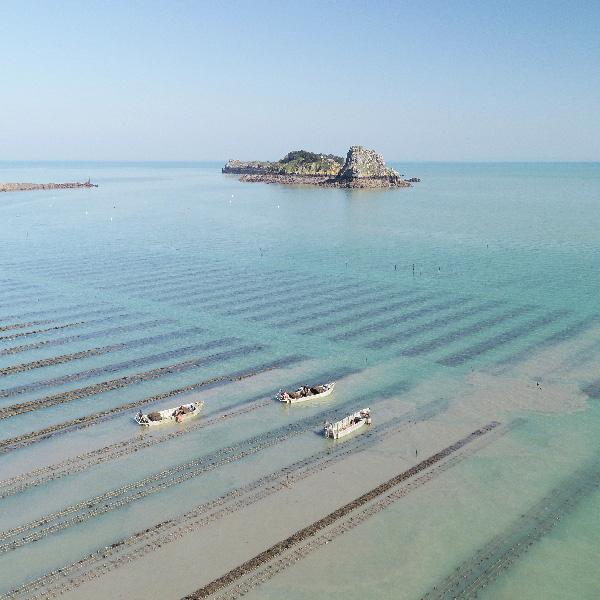 Nos parcs à huîtres à Cancale