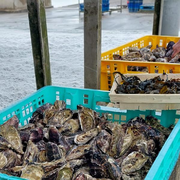 Vente d'huîtres de Cancale à l'atelier