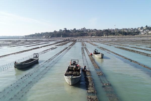 Les huîtres de La Fine de Cancale