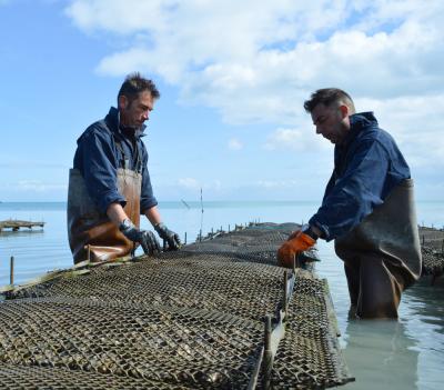 Les huîtres de La Fine de Cancale